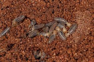 petits termites supérieurs photo