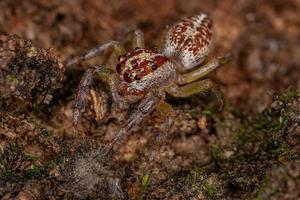 araignée sauteuse adulte femelle photo