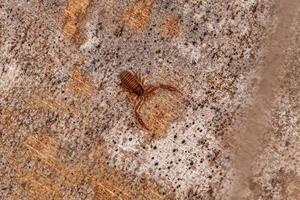 petit pseudoscorpion arachnide chélicéré photo