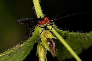 guêpe braconide adulte photo