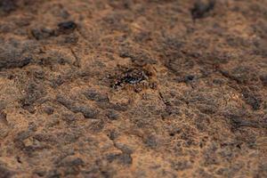 petite araignée sauteuse photo