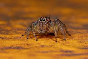 araignée sauteuse femelle adulte photo