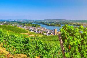 vignobles champs verts paysage avec rangées de treillis de raisin et poteau en bois de vigne photo