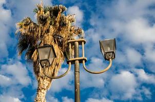 sommet des palmiers palma et des lampadaires photo