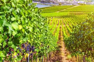 vignobles champs verts paysage avec rangées de vignes sur les collines dans les gorges du rhin vallée du rhin photo