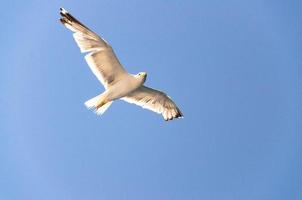 mouettes dans le ciel bleu clair, mer adriatique, croatie photo