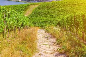 vignobles champs verts paysage avec rangées de vignes sur les collines dans les gorges du rhin vallée du rhin photo