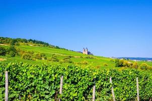vignobles champs verts paysage avec rangées de vignes et abbaye bénédictine d'eibingen de st. hildegarde sur les collines photo