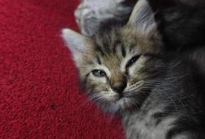 chat mignon gris se repose photo