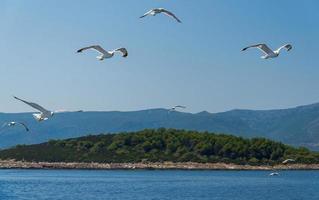 les mouettes affluent sur l'île de hvar, mer adriatique, croatie photo