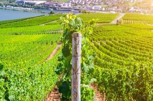 vignobles champs verts paysage avec rangées de vignes photo
