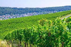 vignobles champs verts paysage avec rangées de vignes sur les collines de la rivière des gorges du rhin photo