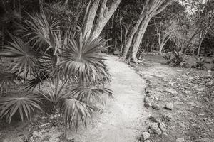 jungle tropicale plantes arbres sentiers pédestres ruines mayas muyil mexique. photo