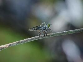 les asilidae sont de la famille des mouches voleuses, aussi appelées mouches assassines photo