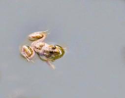 anoure. une grenouille est un membre d'un groupe diversifié et largement carnivore d'animaux à corps court photo