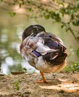 un canard profitant du temps de repos.canard endormi. anatidés. photo