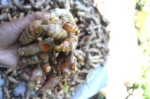curcuma récolté auprès des agriculteurs collectés. photo