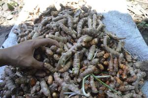 curcuma récolté auprès des agriculteurs collectés. photo