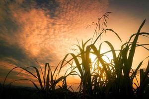 silhouette d'herbe contre le ciel coucher de soleil photo