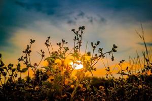 fond de coucher de soleil coloré avec de l'herbe en silhouette photo