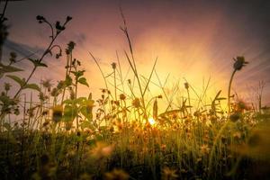 fond de coucher de soleil coloré avec de l'herbe en silhouette photo