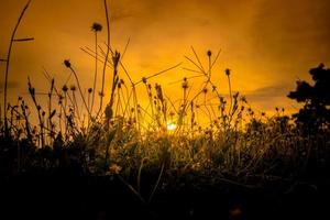fond de coucher de soleil avec de l'herbe et des mauvaises herbes en silhouette photo
