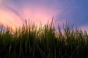 fond de silhouette d'herbe avec ciel coloré photo