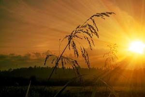 beau paysage de lever de soleil avec de l'herbe en silhouette photo