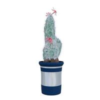 plante de cactus en pot isolé sur fond blanc. photo