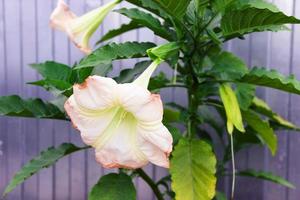 brugmansia, trompette des anges, stramonium rose belle fleur photo