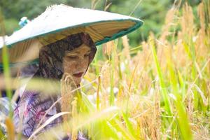 kalimantan oriental, indonésie, dimanche 27 mars 2022 - une femme asiatique récolte du paddy typique des montagnes de bornéo. photo