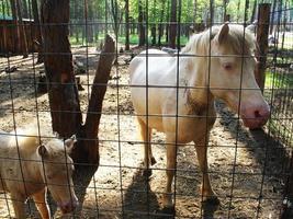 poney blanc à la ferme en été photo