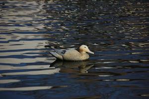 canard dans l'étang photo