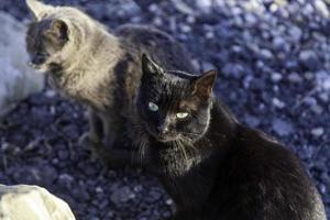 chats abandonnés dans la rue photo