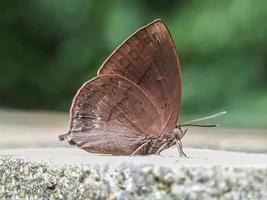 papillons bruns rêveurs photo