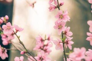 belle fleur de cerisier sakura au printemps photo