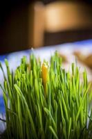 jeune blé de noël vert avec une bougie sur une table photo