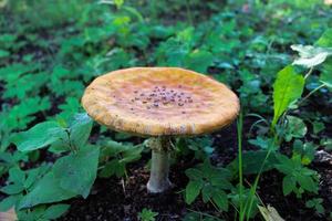 amanite aux champignons dans la forêt photo