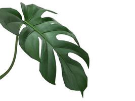 monstera tropical laisse le modèle de maquette de fond nature feuillage végétal. rendu 3d