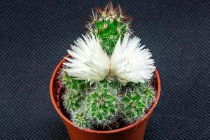 Cactus aiguille en fleurs sur un gros plan de fond noir photo