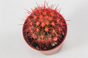 vue de dessus de cactus à aiguille rouge sur fond blanc photo