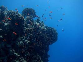 verschiedene fische bei korallen photo