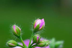 blueten et gruen photo