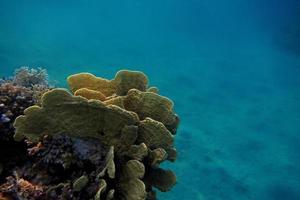 corail en egypte photo