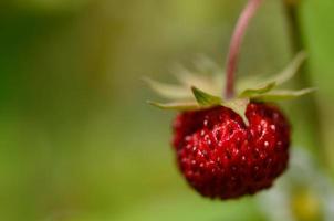 fraise au vert photo