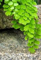 Fraîcheur adiantum, fougère à tige noire photo