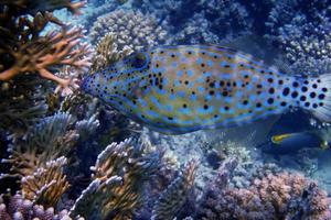 poisson bleu parfaire fermer photo