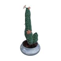 plante de cactus en pot isolé sur fond blanc. photo