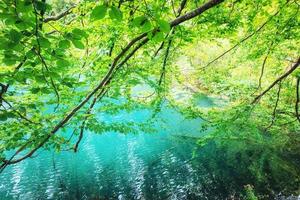 une photo de poissons nageant dans un lac, prise dans le parc national de plitvice, croatie