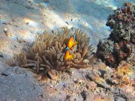 zwei anemonenfische im versteck photo